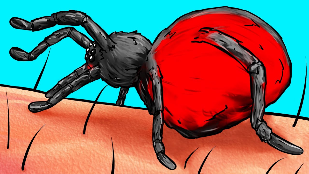 O Que Acontece Com Seu Corpo Quando É Picado Por Uma Aranha