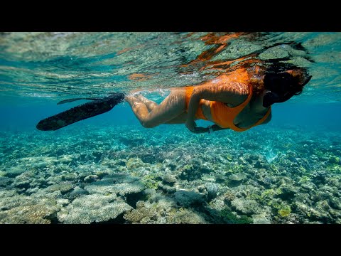 Snorkelling the Great Barrier Reef (Sailing Popao) Ep.53