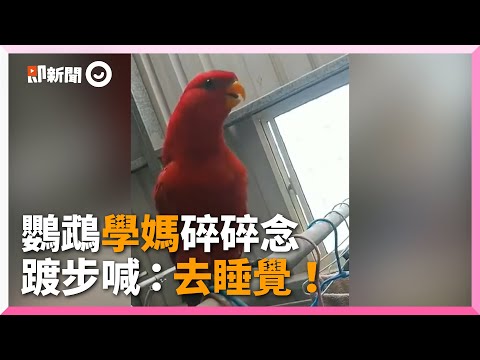 紅鸚鵡