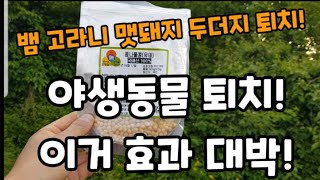 뱀 맷돼지 고라니 두더지를 퇴치하는 지혜로운 방법! #뱀퇴치하는방법  #두더지퇴치하는방법 #맷돼지퇴치하는방법…