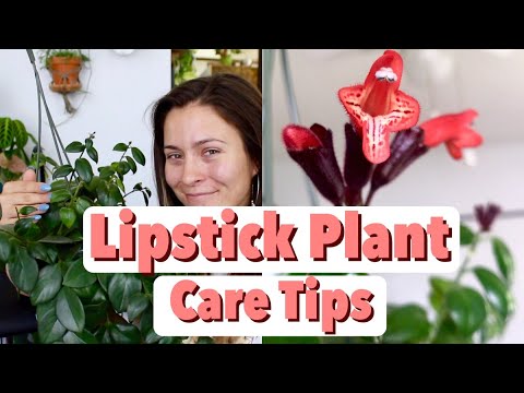 , title : 'Lipstick Plant Care Tips & Tricks | Lipstick Aeschynanthus Houseplant Care'
