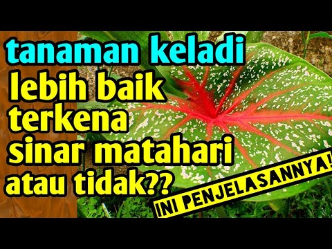 , title : 'tanaman keladi lebih baik terkena sinar matahari atau tidak?'