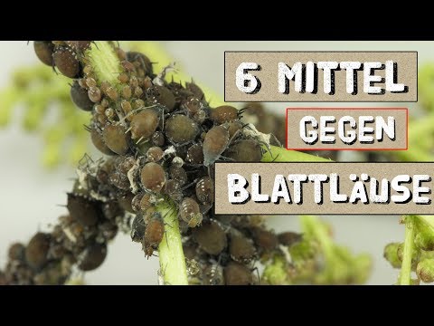 Aphid infestation - These 6 remedies help