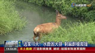 [問卦] 警察是不是應該再配一隻麻醉槍