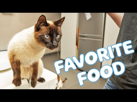 Is this the best food for Siamese Cats