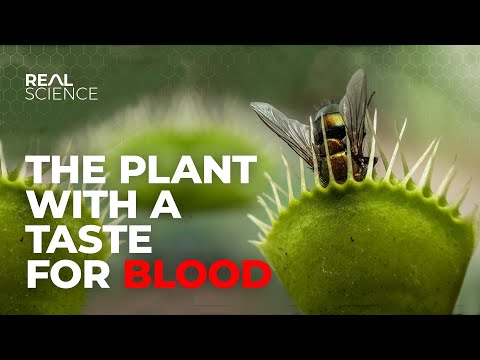 How Venus Fly Traps Evolved To Become Flesh Eating Monsters