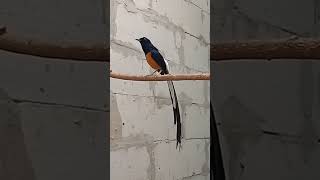 Download lagu murai batu jantan MERAYU BETINA mp3