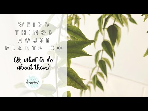 Weird Things House Plants Do (and when you should worry about them)|| house plant care tips
