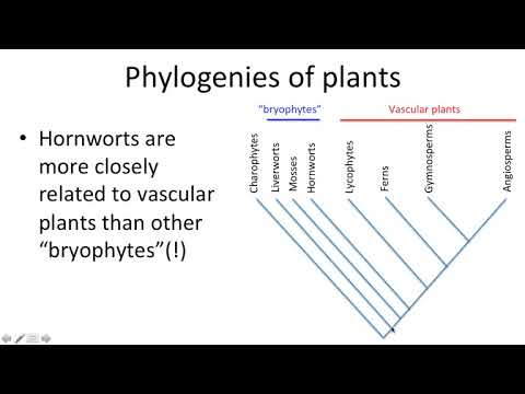 Lycophytes & transition to vascular plants