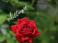 Kannada Whatsapp Status And Good Mood Feeling Songs 30 Second