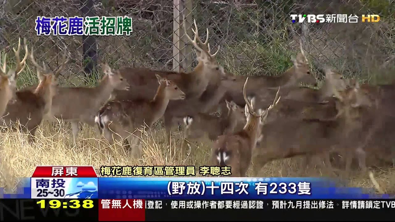 墾丁賞梅花鹿行程夯 避免驚擾防鹿衝撞