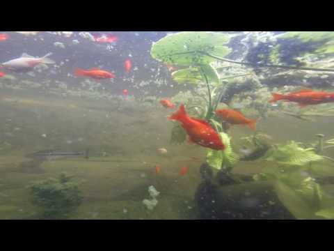 bassin de jardin,black bass,