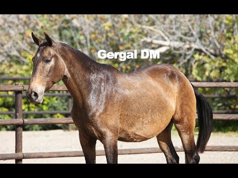 Buckskin Mare - Gergal DM - Dic 2018