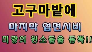 [텃밭농부.768]  고구마밭에 미량의 원소를 듬뿍. #고구마재배