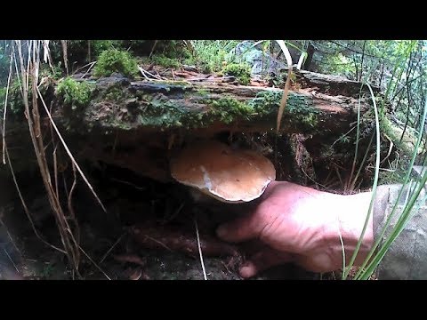 Ну це відео просто Бомба,Збираємо Білі Гриби в горах Карпатах