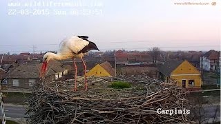 preview picture of video 'Carpinis, Romania, 22 March 2015, 8:47.  The stork is working.'