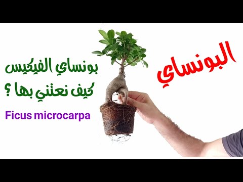 , title : 'نبات فيكس بونساي و كيفية العناية به، ficus microcarpa'