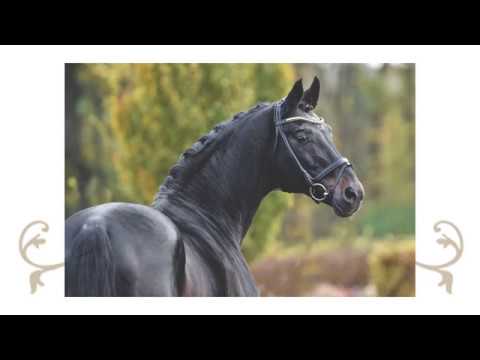 Rubin Royal OLD 2017