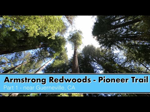 Hiking the Pioneer Trail to Parson Jones Tree - Armstrong Redwoods SNR