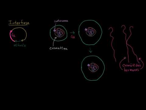 Interphase | Cell Division | Biology | Khan Academy in Spanish
