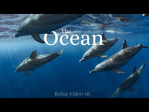 GLI ANIMALI DELL' OCEANO ocean animals con musica rilassante
