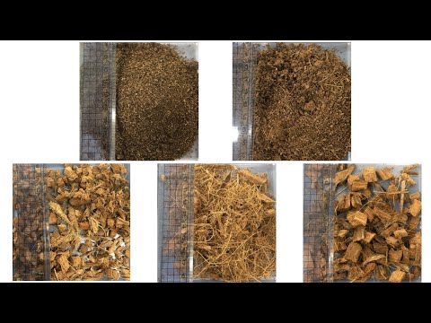 園芸 フォルモサヤシ、タイワンヤシ、ドワーフシュガーヤシ