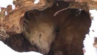 Spirit Bear Hibernating in his Winter Den
