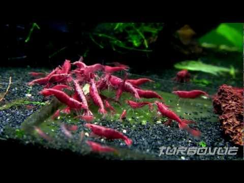 Watch Video on YouTube