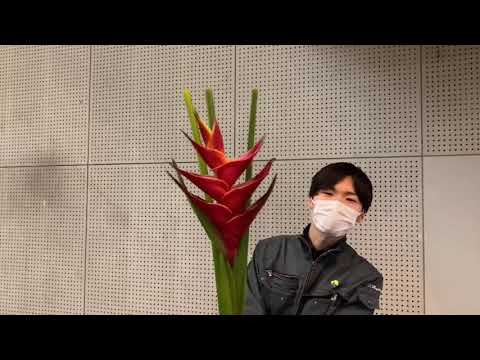 レユニオン島州立庭園のヘリコニア・プシッタコルム