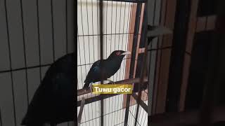 Download lagu burung Tuwu gacor endemik malaysia mp3