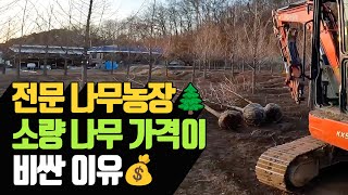 전문 나무농장에서 소량 나무 가격 비싼 이유 | 나무대장