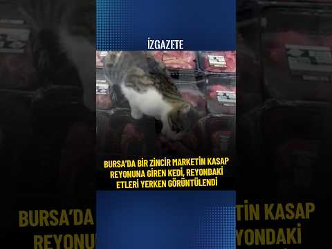 Bursa’da bir zincir marketin kasap reyonuna giren kedi, reyondaki etleri yerken görüntülendi. #kedi