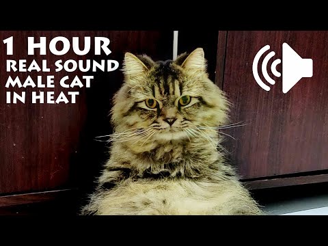 1 HOUR MALE CAT IN HEAT MEOWING - TO PRANK YOUR PETS - REAL SOUND