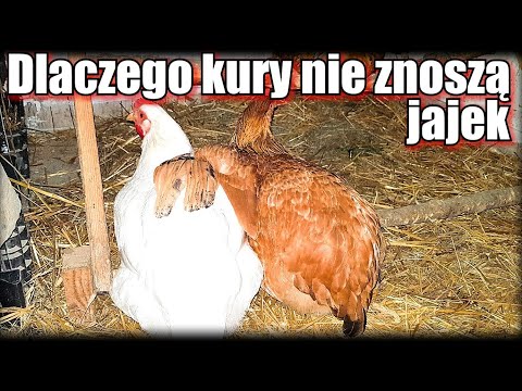 , title : 'Dlaczego kury nie znoszą jajek'