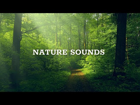 Forest Birdsong Nature Sounds, Birds Singing from Nature Sounds