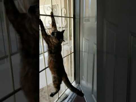 Kitten climbing the screen door- In reverse