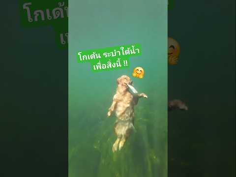 โกเด้น ระบำใต้น้ำ เพื่อสิ่งนี้ 🤩 #สัตว์โลกน่ารัก #goldenretriever #สุนัข