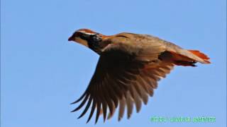 Nolo del Zagnis, Setter Inglés