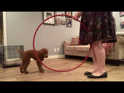 AKC Novice Trick Dog Video: Spruce