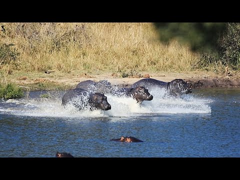 Hippo Sounds Grunting Snorting and Calling
