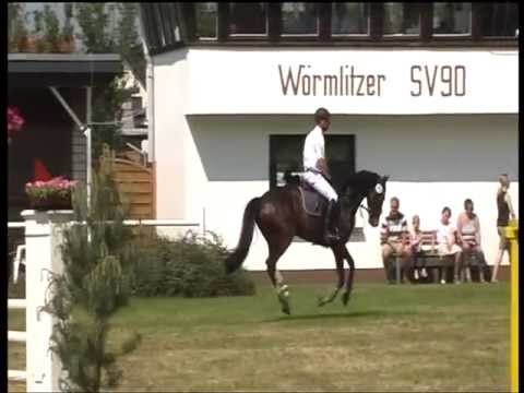 Van Caly - 6jähr. Hann Stute v. Now or Never x Calypso