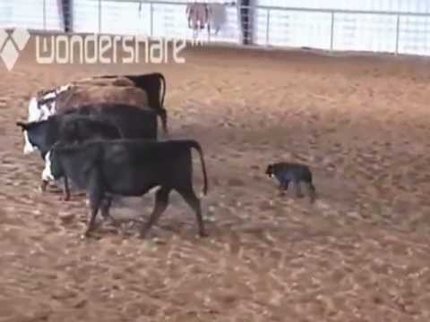 Lanny Leach and Audy 3