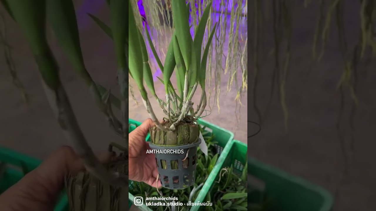 Mint Green & White Flowers 💚 #flowers #orchid #dendrobium #vanda #blooming #orchidcollection #mint