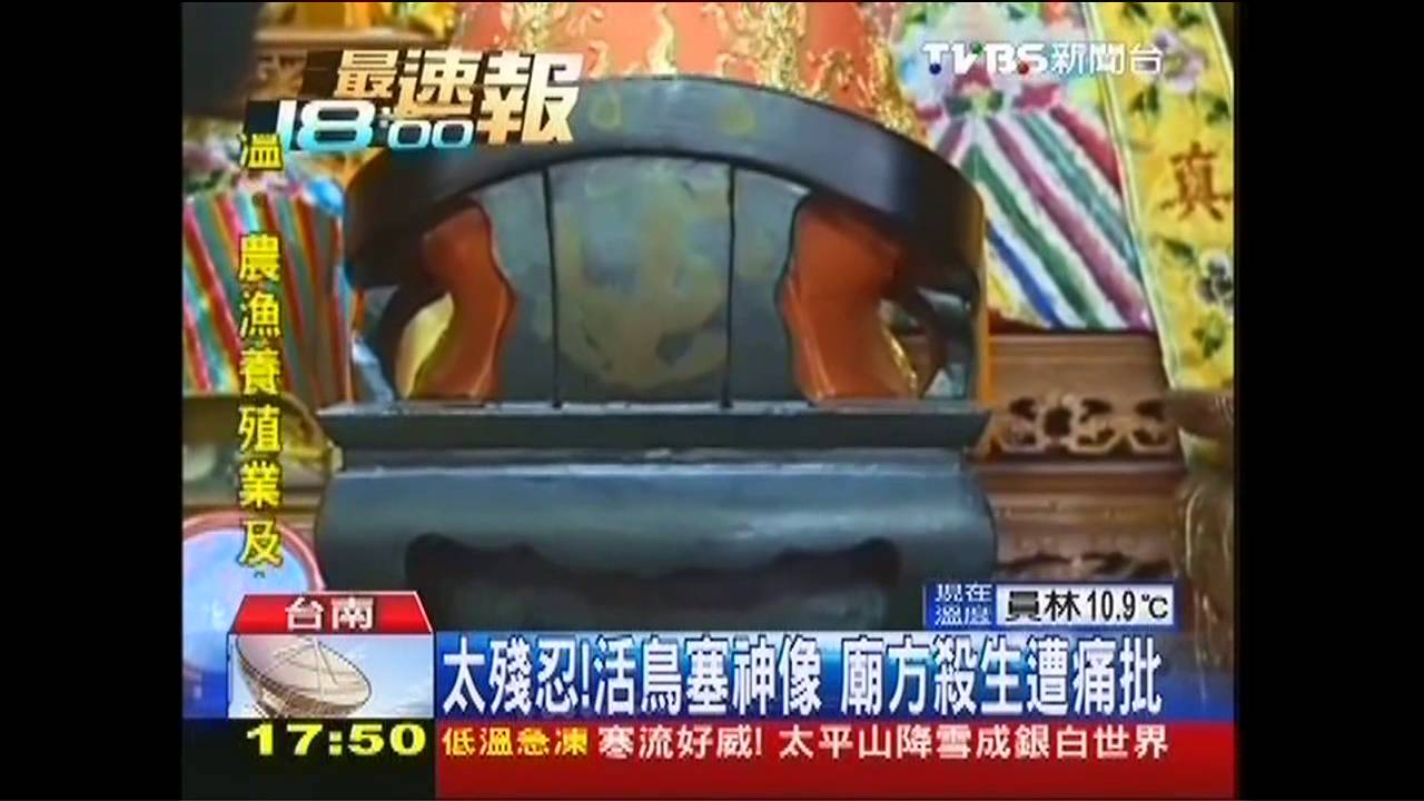 太殘忍！活鳥塞神像　廟方殺生遭痛批