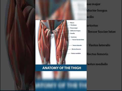 Thigh muscle anatomy | Muscles of thigh hasming muscle anatomy