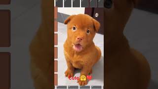 cute little dog 🐶🐕🤗😍 #shortsvideo #short #dog