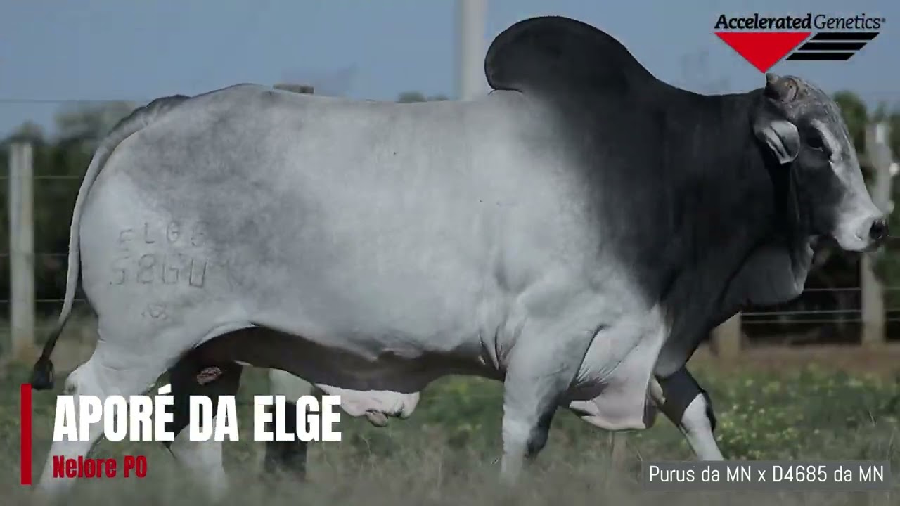 Vídeo APORÉ DA ELGE