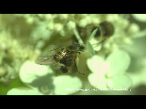 ヒメトラハナムグリのホバリング