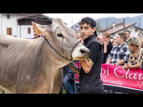 Serina, alla fiera bovina trionfa ancora Quistini