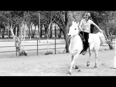 Seyunique Equestrian- No bridle work